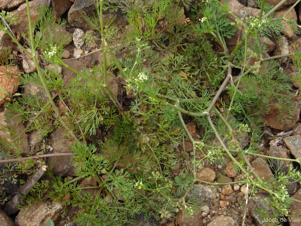 Cyclospermum